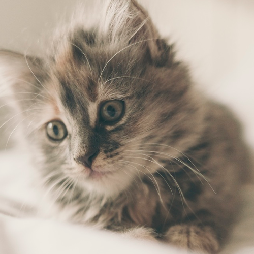 Kosy Kats Cattery | 40 Brickendon La, Brickendon, Hertford SG13 8NU, UK | Phone: 01992 511462