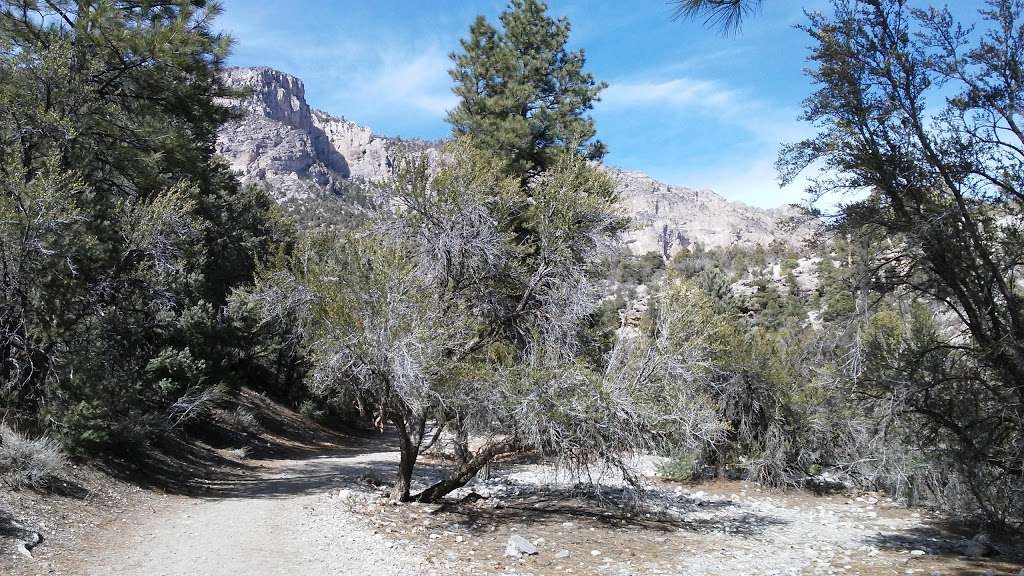 Fletcher Canyon Trailhead | Mt Charleston, NV 89124, USA | Phone: (702) 872-5486