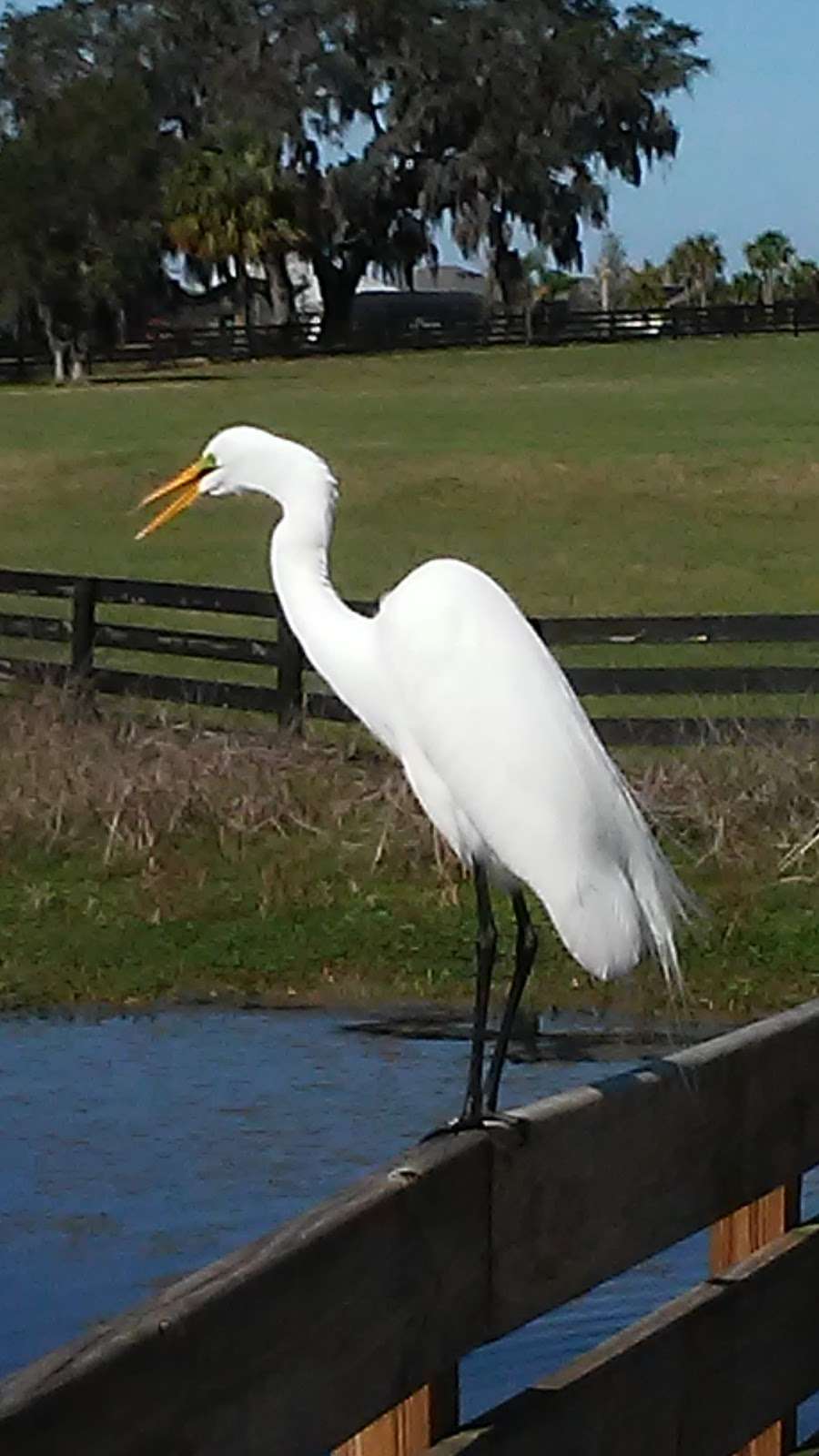 Sharon Rose Wiechens Preserve | Moyer Loop, Wildwood, FL 34785, USA