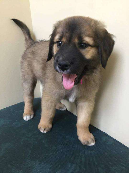 Janssen Veterinary Clinic | 2420 W 236th St, Sheridan, IN 46069, USA | Phone: (317) 758-4865