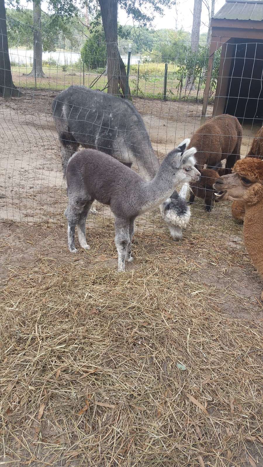 Secret World Alpacas | 7453 Todds Wharf Rd, Preston, MD 21655, USA | Phone: (410) 310-9423