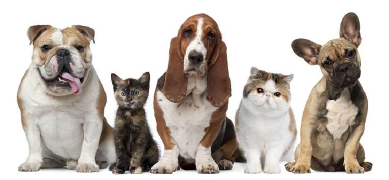 UrgentVet Pet Clinic | 600 Park St Unit A, Belmont, NC 28012, USA | Phone: (704) 825-8868