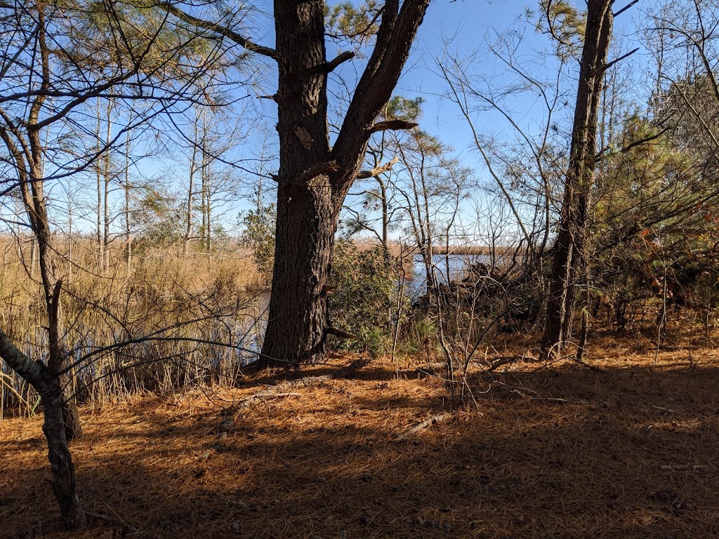 Princess Anne Wildlife Management Area Trojan Tract | Back Bay Landing Rd, Virginia Beach, VA 23457, USA | Phone: (757) 323-1581