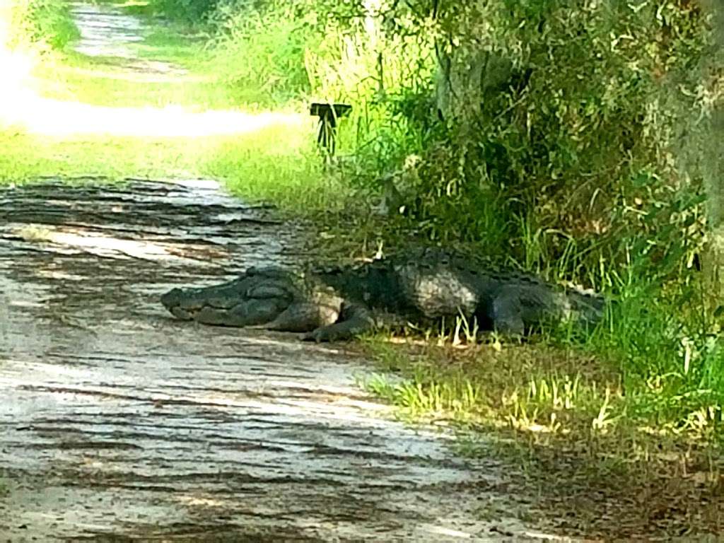 Polks Nature Discovery Center | Discovery Dr, Lakeland, FL 33803, USA | Phone: (863) 534-7377