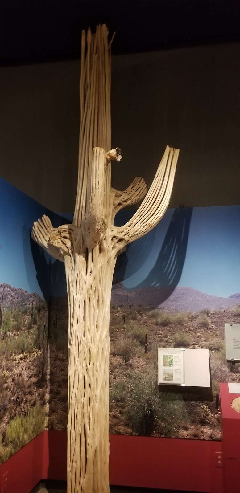 Pueblo Grande Museum | 4619 E Washington St, Phoenix, AZ 85034, USA | Phone: (602) 495-0901