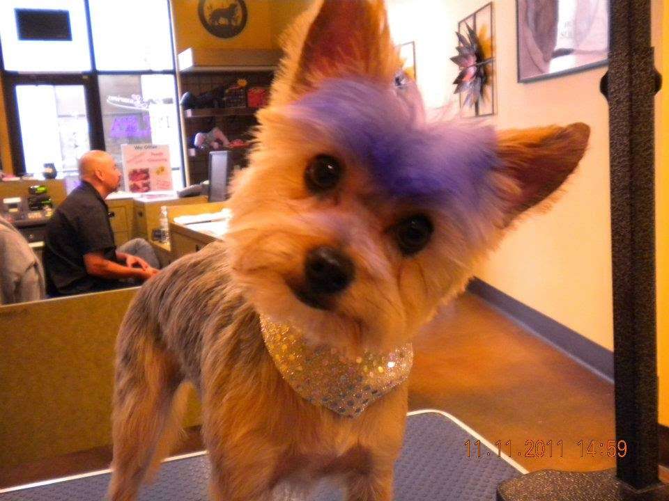 Groomers Lounge & More | 7720 Brentwood Blvd, Brentwood, CA 94513, USA | Phone: (925) 240-0676