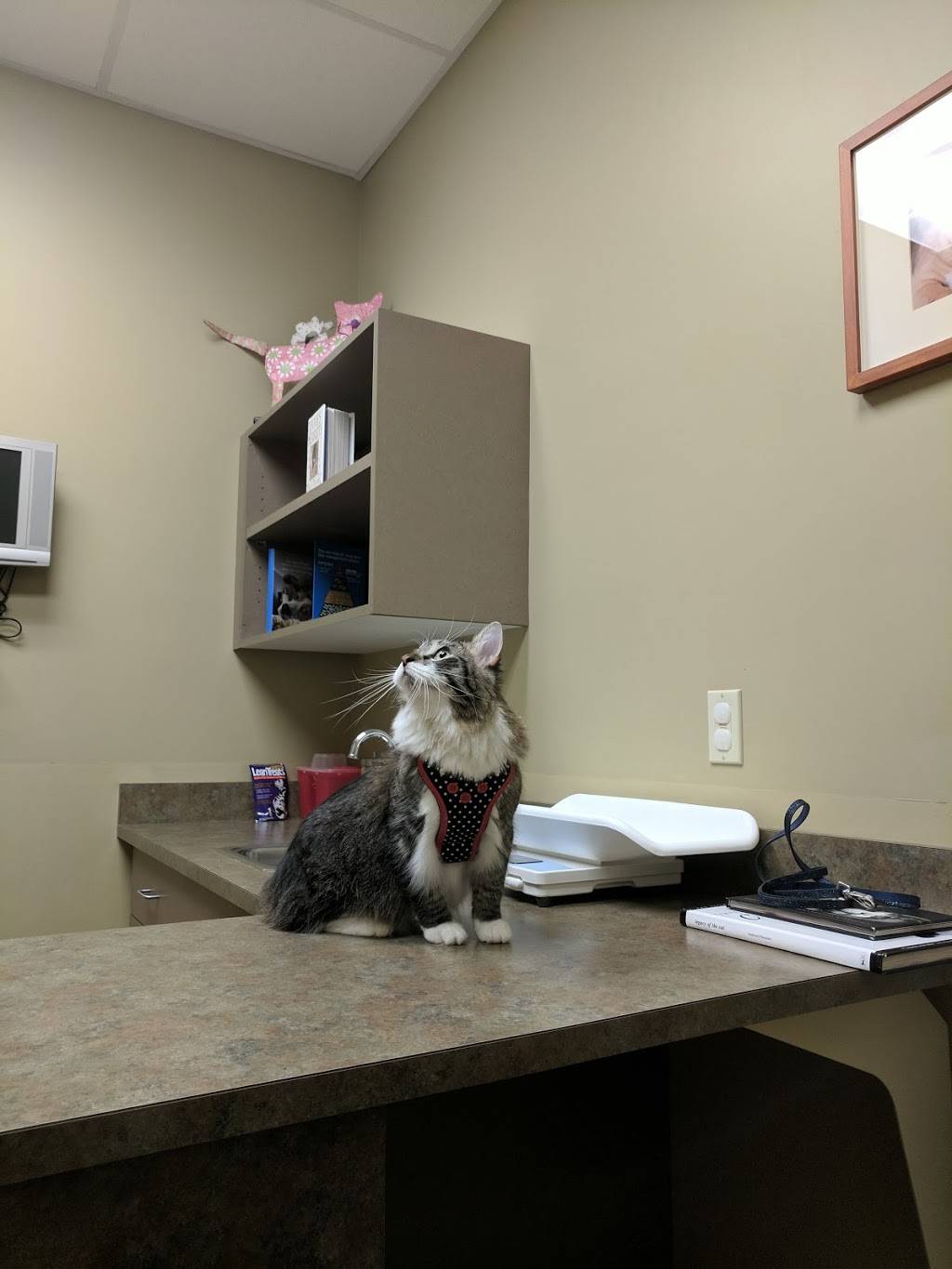 Carothers Pkwy Vet Clinic | 1736 Carothers Pkwy STE 300, Brentwood, TN 37027, USA | Phone: (615) 371-1535