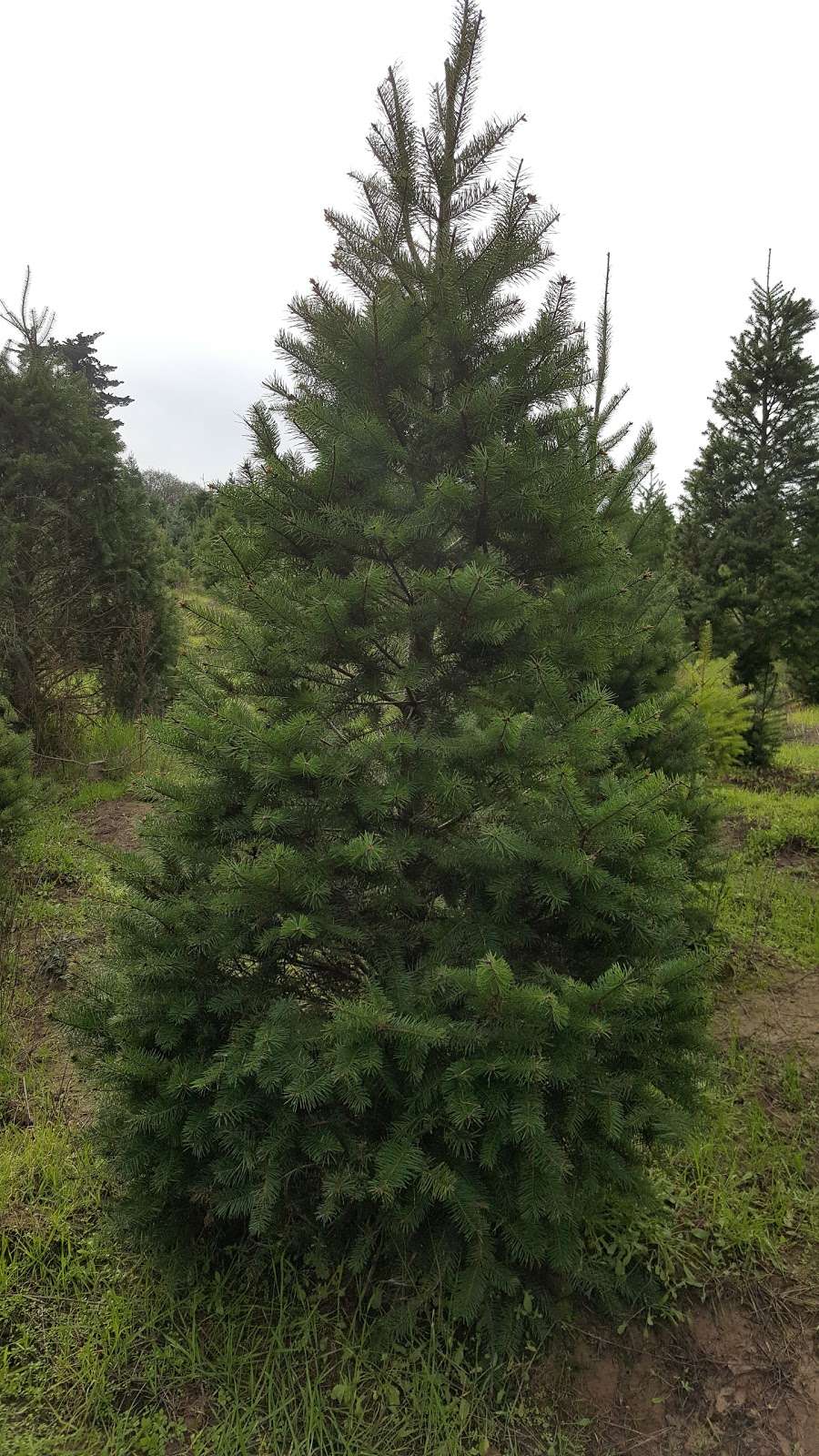 Garlock Christmas Trees | 2275 Bloomfield Rd, Sebastopol, CA 95472, USA | Phone: (707) 823-4307