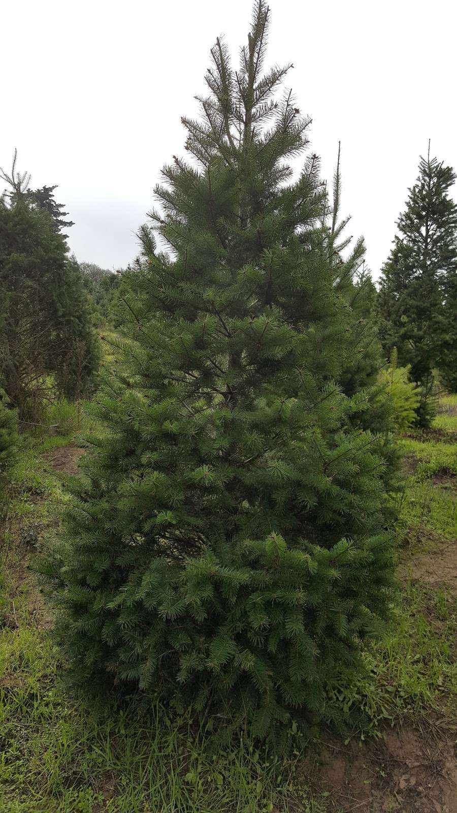 Garlock Christmas Trees | 2275 Bloomfield Rd, Sebastopol, CA 95472 | Phone: (707) 823-4307