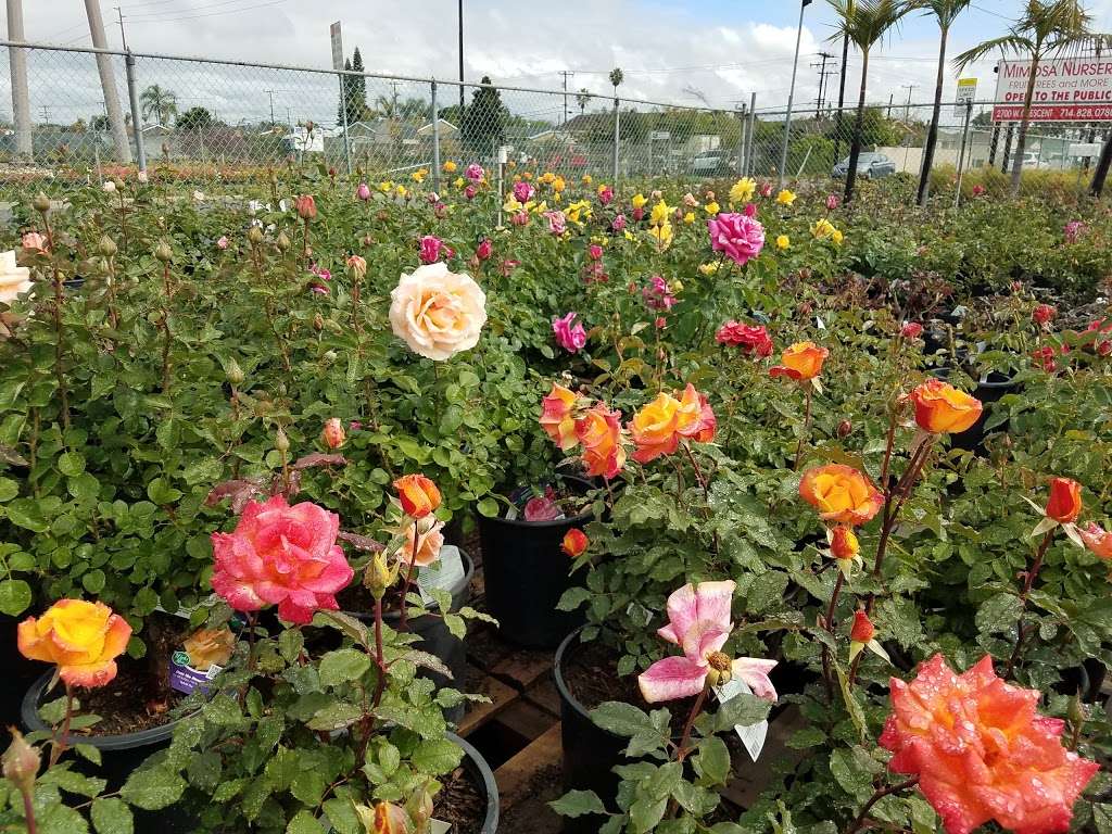 Mimosa Nursery 2700 Crescent Ave, Anaheim, CA 92801