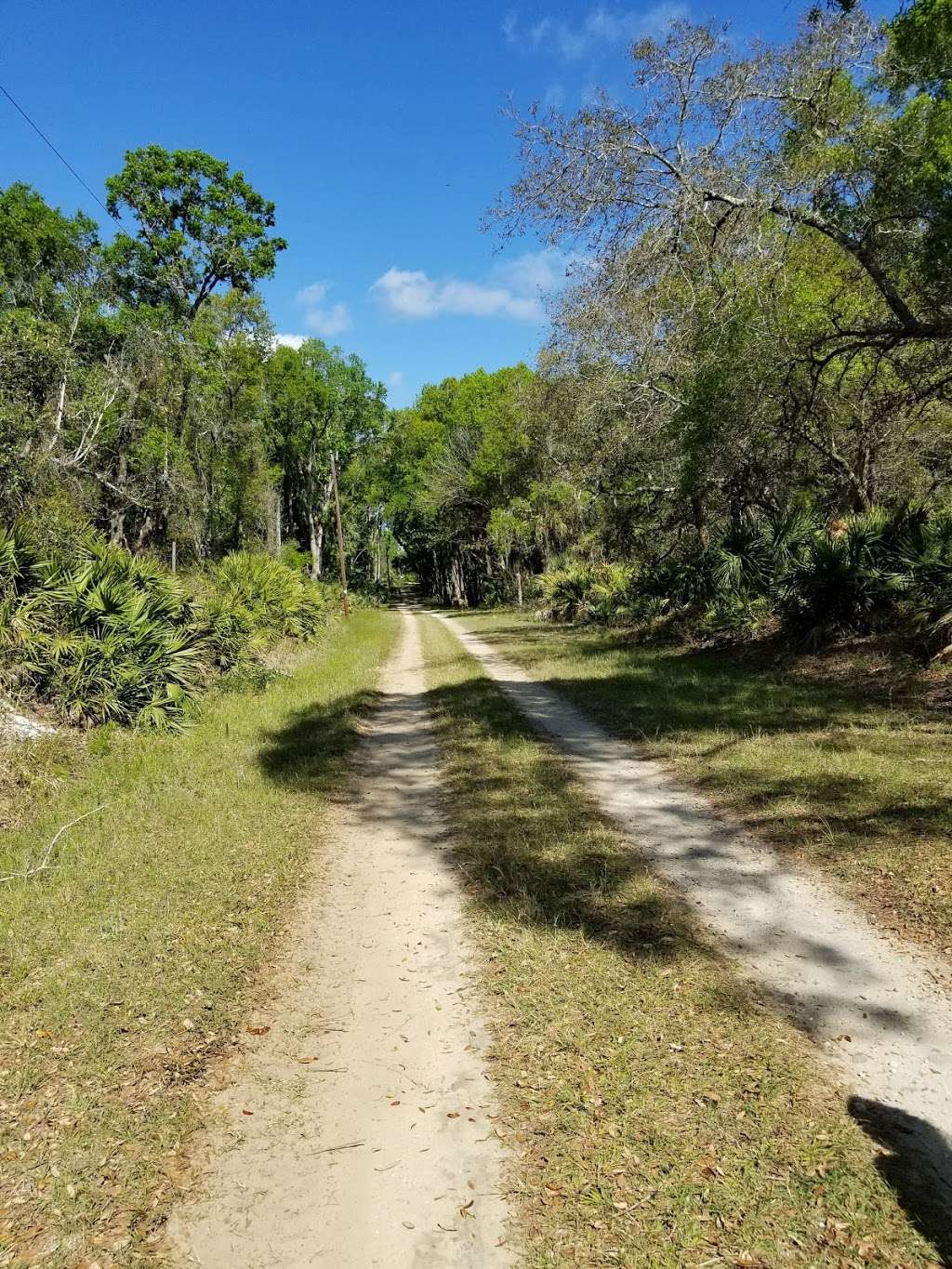 Lake Norris Conservation Area East Trailhead | 24542 Blackwater Creek Rd, Eustis, FL 32736 | Phone: (386) 329-4404