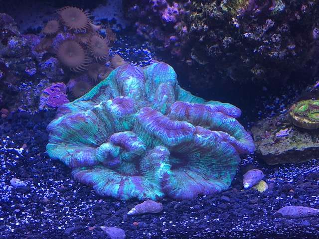 Live Water Aquariums | 11534 Windcrest Ln #327, San Diego, CA 92128, USA | Phone: (619) 993-0277