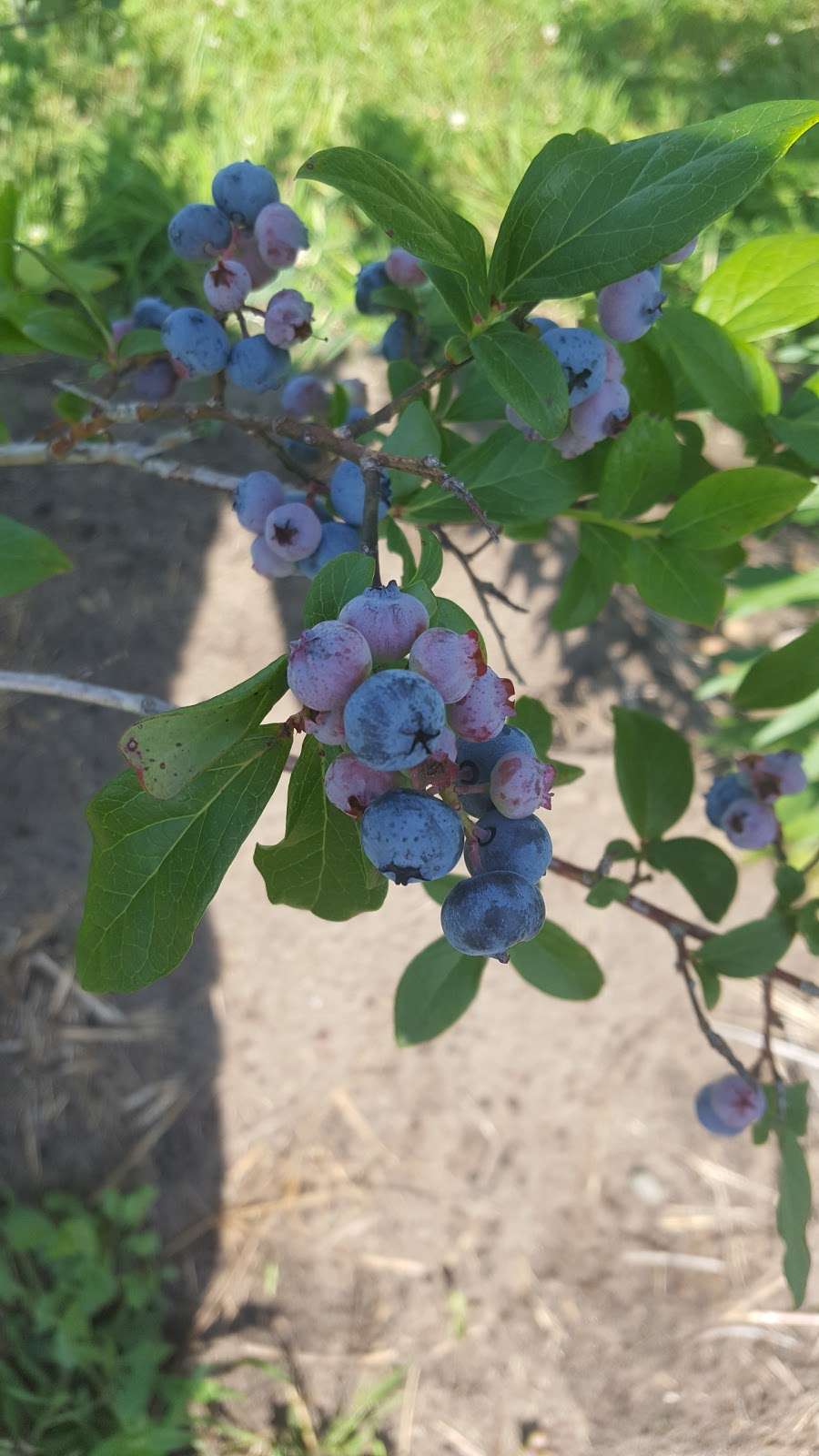 Starbucks Blueberry Farm | 9245 Gast Rd, Bridgman, MI 49106, USA | Phone: (269) 465-4745