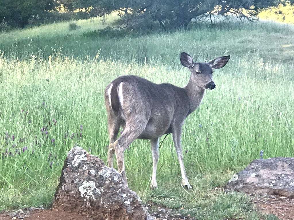 Toyon Trail | Unnamed Road, Los Altos, CA 94022, USA