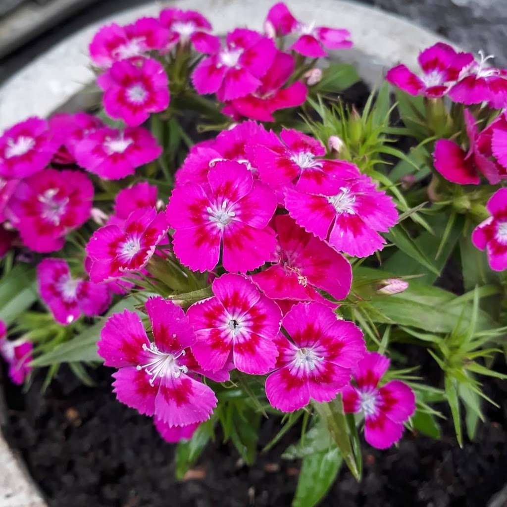 Floralux Ltd | Pinetree Nurseries/Avey Lane, Waltham Abbey EN9 3QH, UK | Phone: 01992 716222