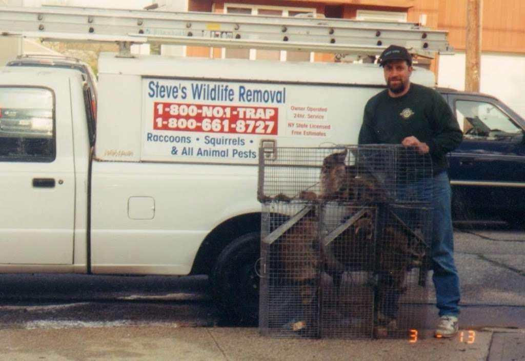 Steves Wildlife Removal | 105 Suffolk Rd, Island Park, NY 11558 | Phone: (516) 509-8362