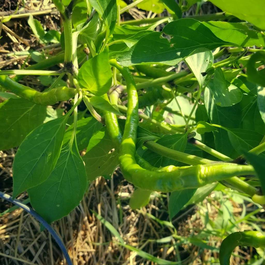 Waukesha Community Garden | Waukesha, WI 53188, USA | Phone: (262) 548-7775