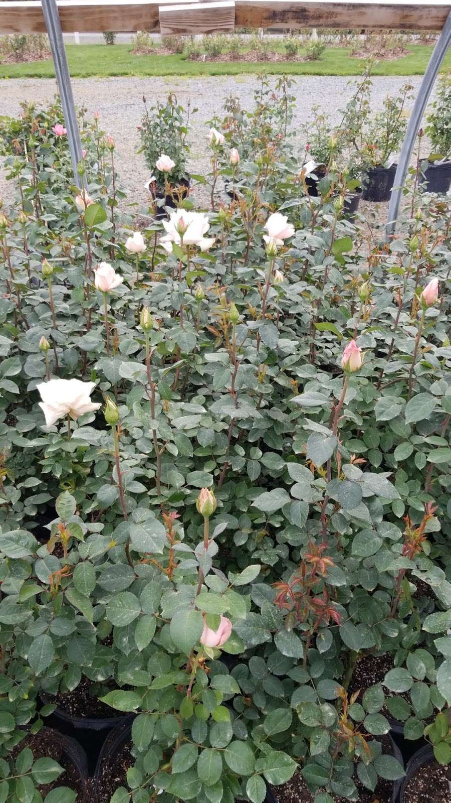 Witherspoon Rose Culture | 4401 Shopton Rd, Charlotte, NC 28217, USA | Phone: (704) 366-2566
