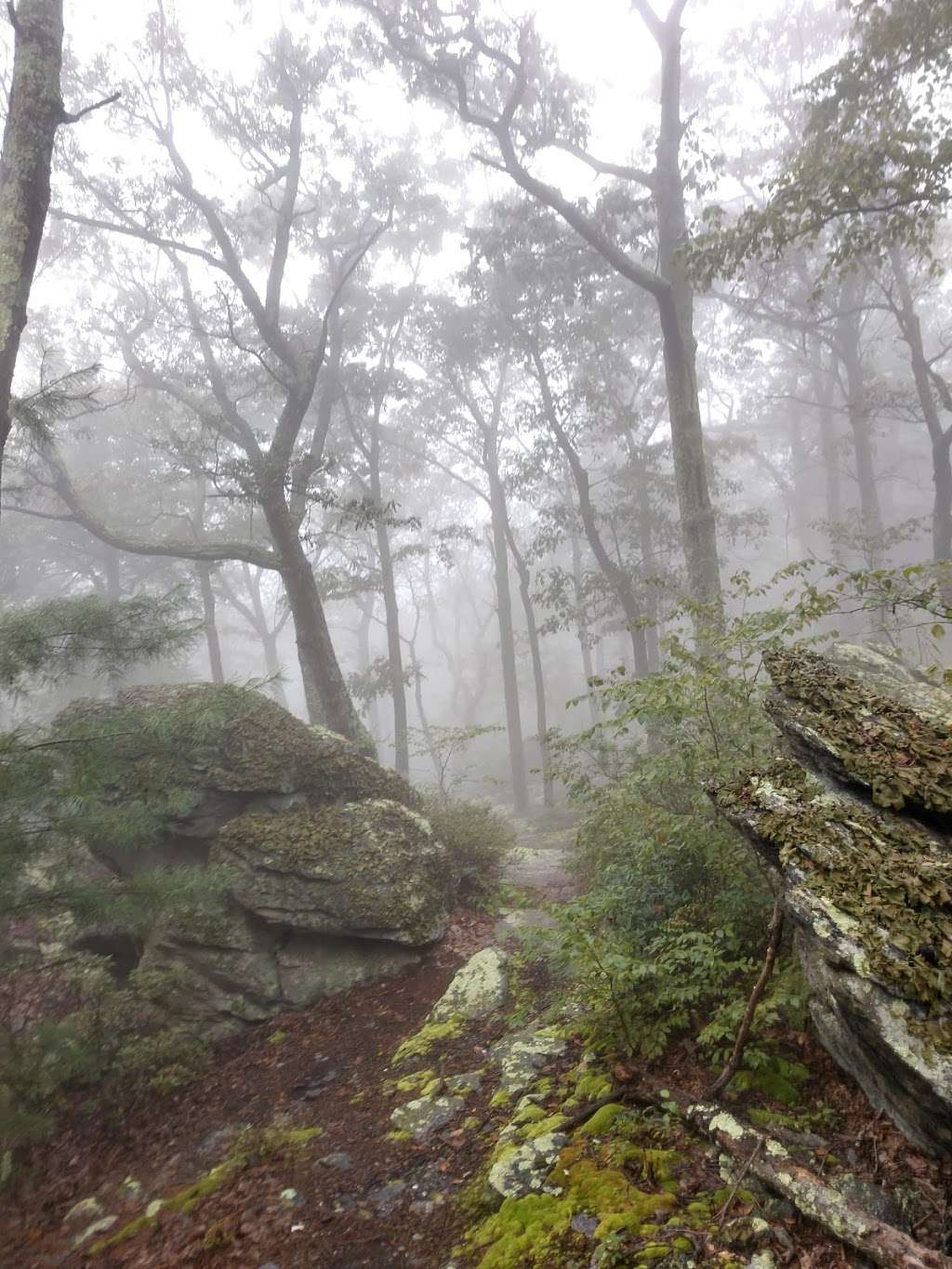 Primitive Campsite #4 | Gardners, PA 17324, USA