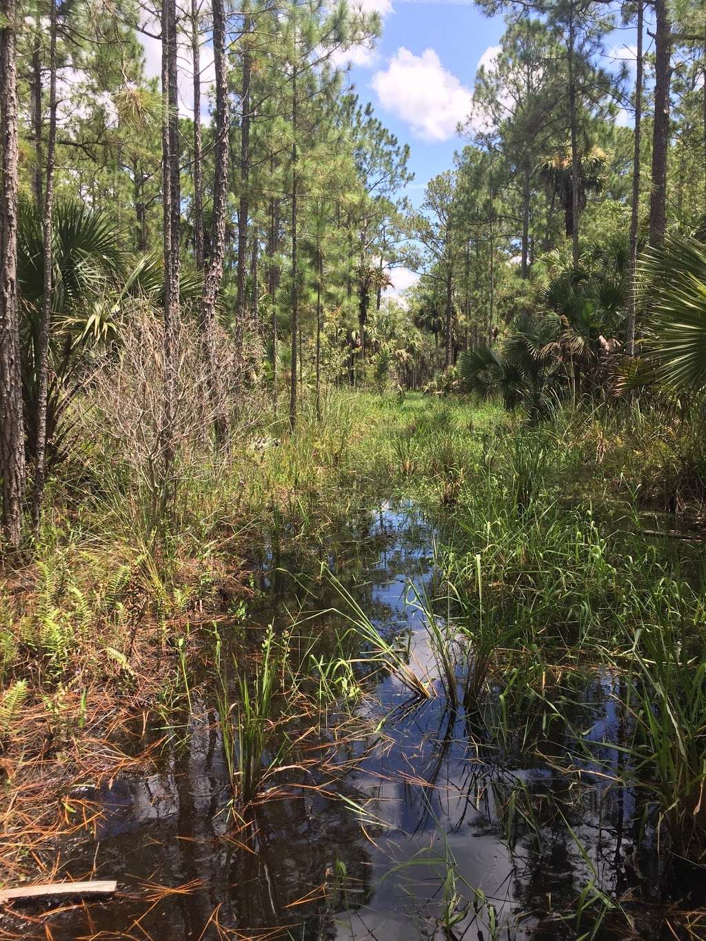 Tosohatchee Wildlife Management Area | 3365 Taylor Creek Rd, Christmas, FL 32709, USA | Phone: (352) 732-1225