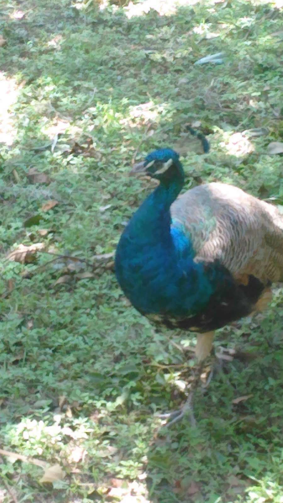 Deleon Springs Forestry Station | 5458 US-17, De Leon Springs, FL 32130, USA | Phone: (386) 985-7865 Deleon Springs Forestry Station | 5458 US-17, De Leon Springs, FL 32130, USA | Phone: (386) 985-7865