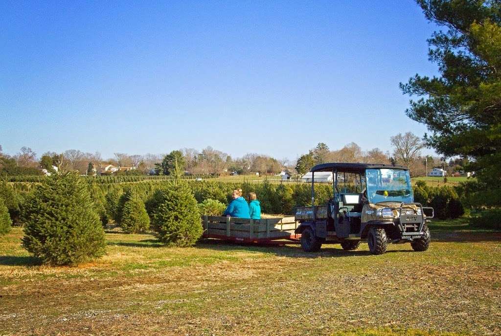 McDermotts Christmas Tree Farm LLC | 130 Roadstown Shiloh Rd, Shiloh, NJ 08353, USA | Phone: (609) 364-4137