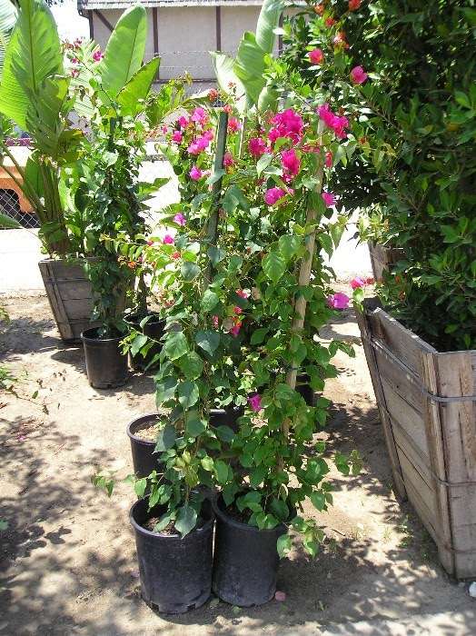 California Nurseries | 18924 Roscoe Blvd, Northridge, CA 91324 | Phone: (818) 773-0000