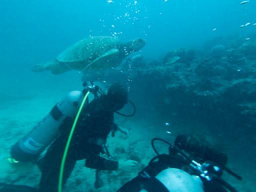 Oahu Scuba Tours | 1025 Ala Moana Blvd Pier A, Honolulu, HI 96814, USA | Phone: (808) 312-3096