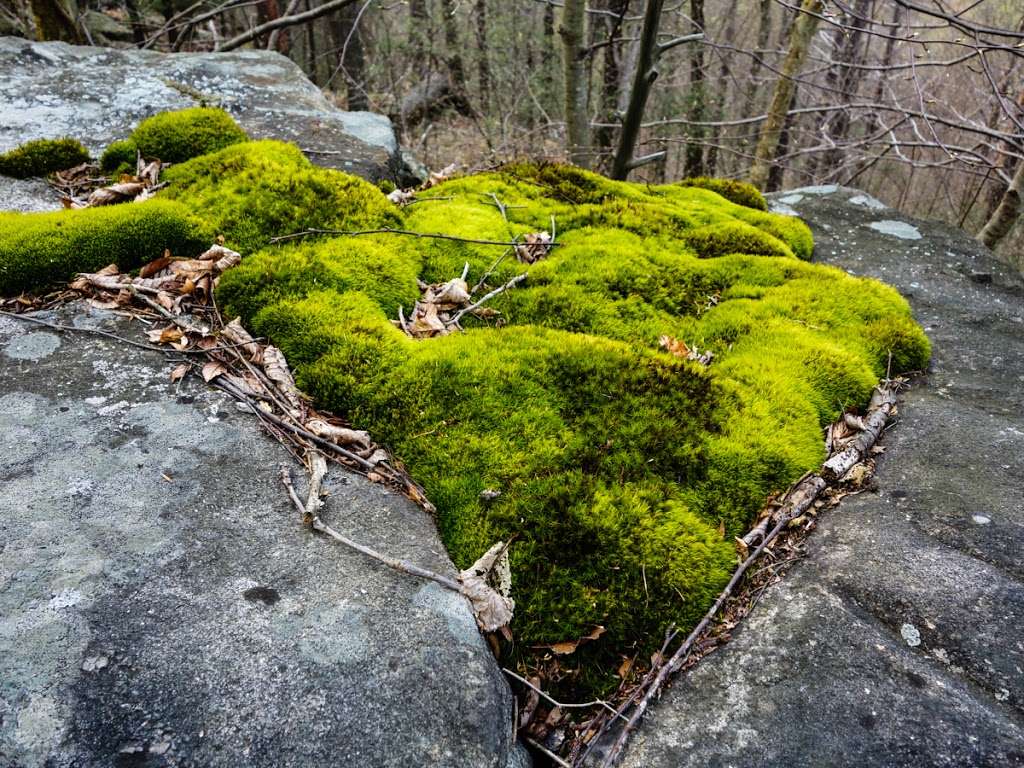 Arden Surebridge Trail (red markers) | Tuxedo, NY 10975, USA