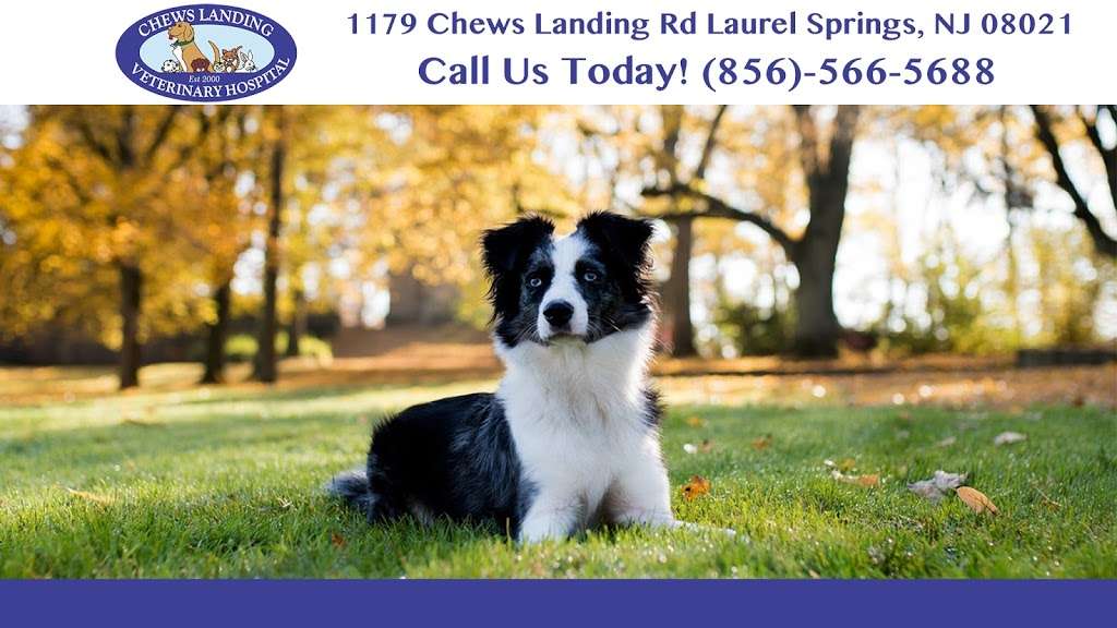 Chews Landing Veterinary Hospital | 1179 Chews Landing Rd, Laurel Springs, NJ 08021, USA | Phone: (856) 566-5688