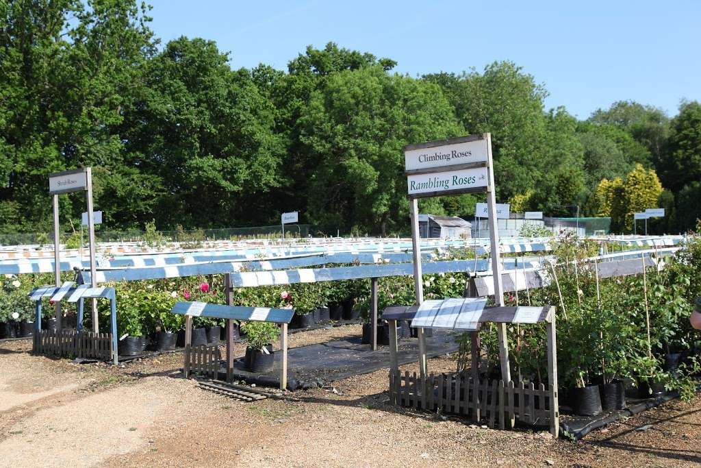 Perryhill Nurseries Ltd | Edenbridge Rd, Hartfield TN7 4JP, UK | Phone: 01892 770377