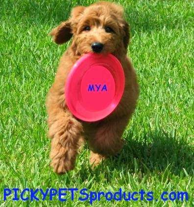 Picky Pet Products | 161 E Hampton Way, Jupiter, FL 33458, USA | Phone: (561) 603-0330