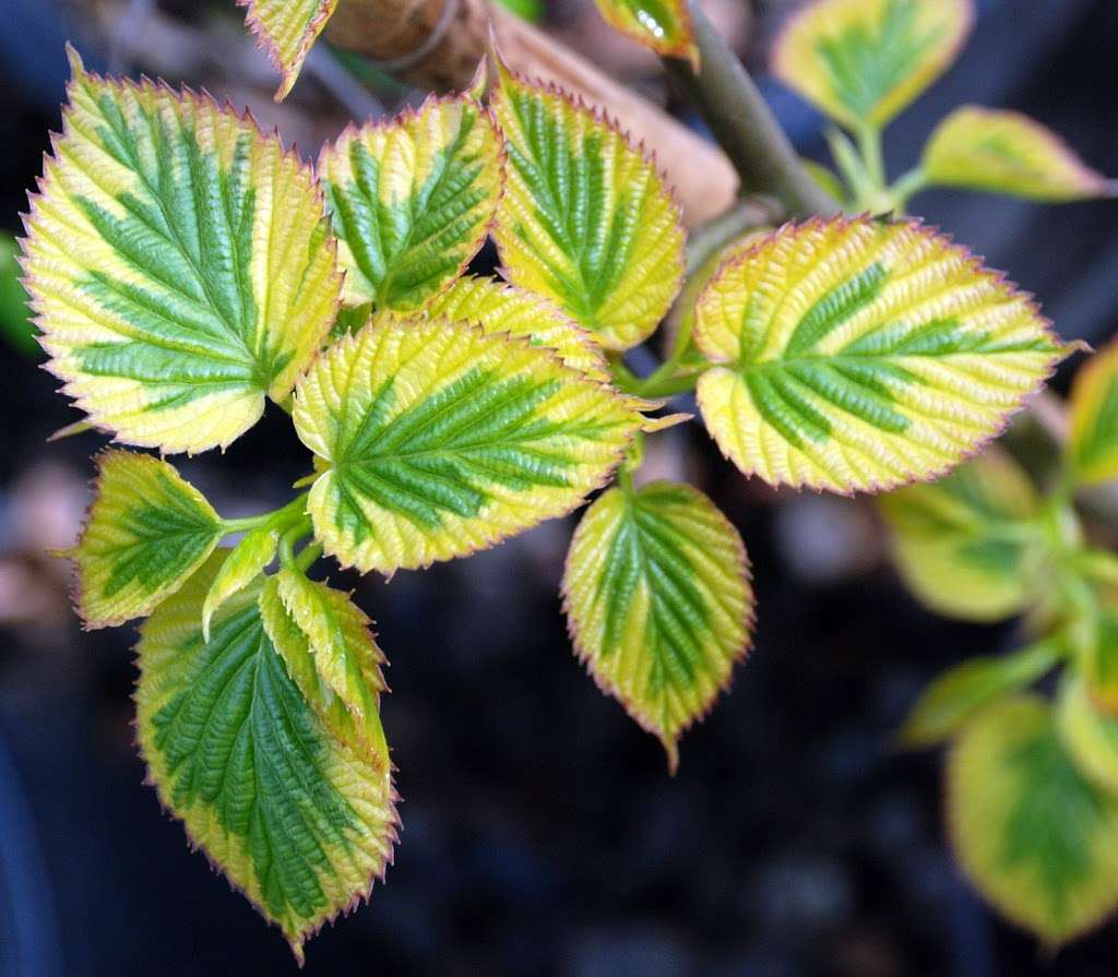 Peacock Horticultural Nursery | 4296 Gravenstein Hwy S, Sebastopol, CA 95472, USA | Phone: (707) 291-0547