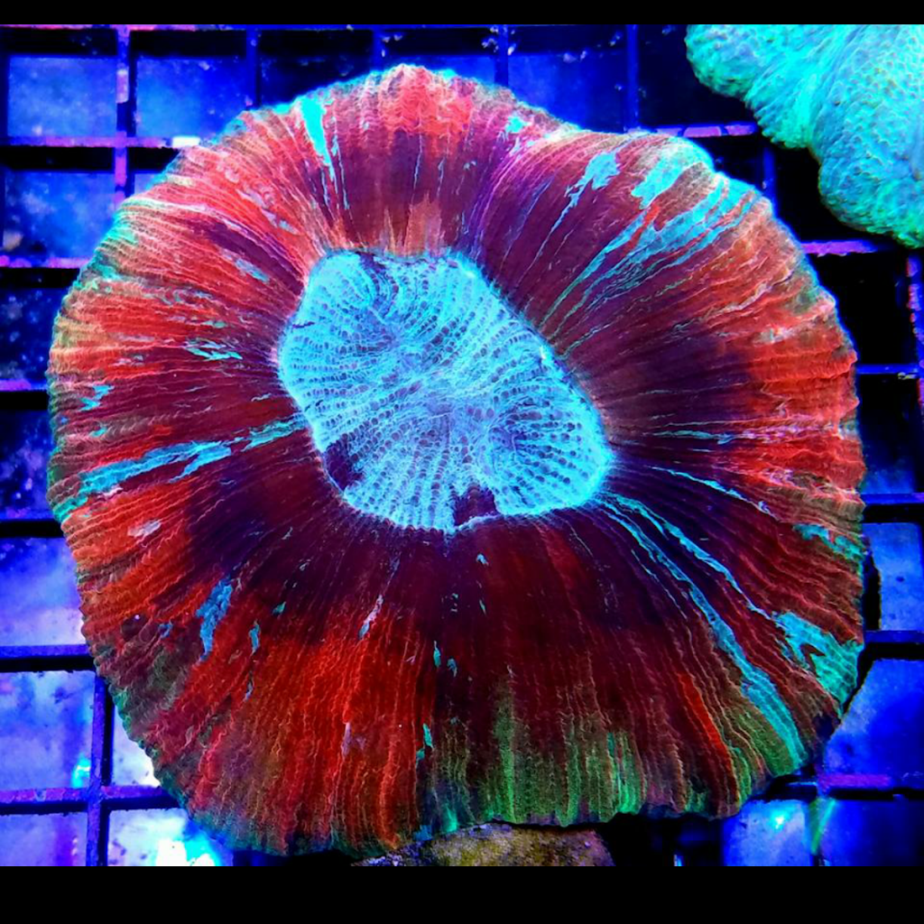 Reefers Garage | Live Coral And Tropical Marine Fish Store | 512 W California Ave #116, Vista, CA 92083, USA | Phone: (760) 936-1288