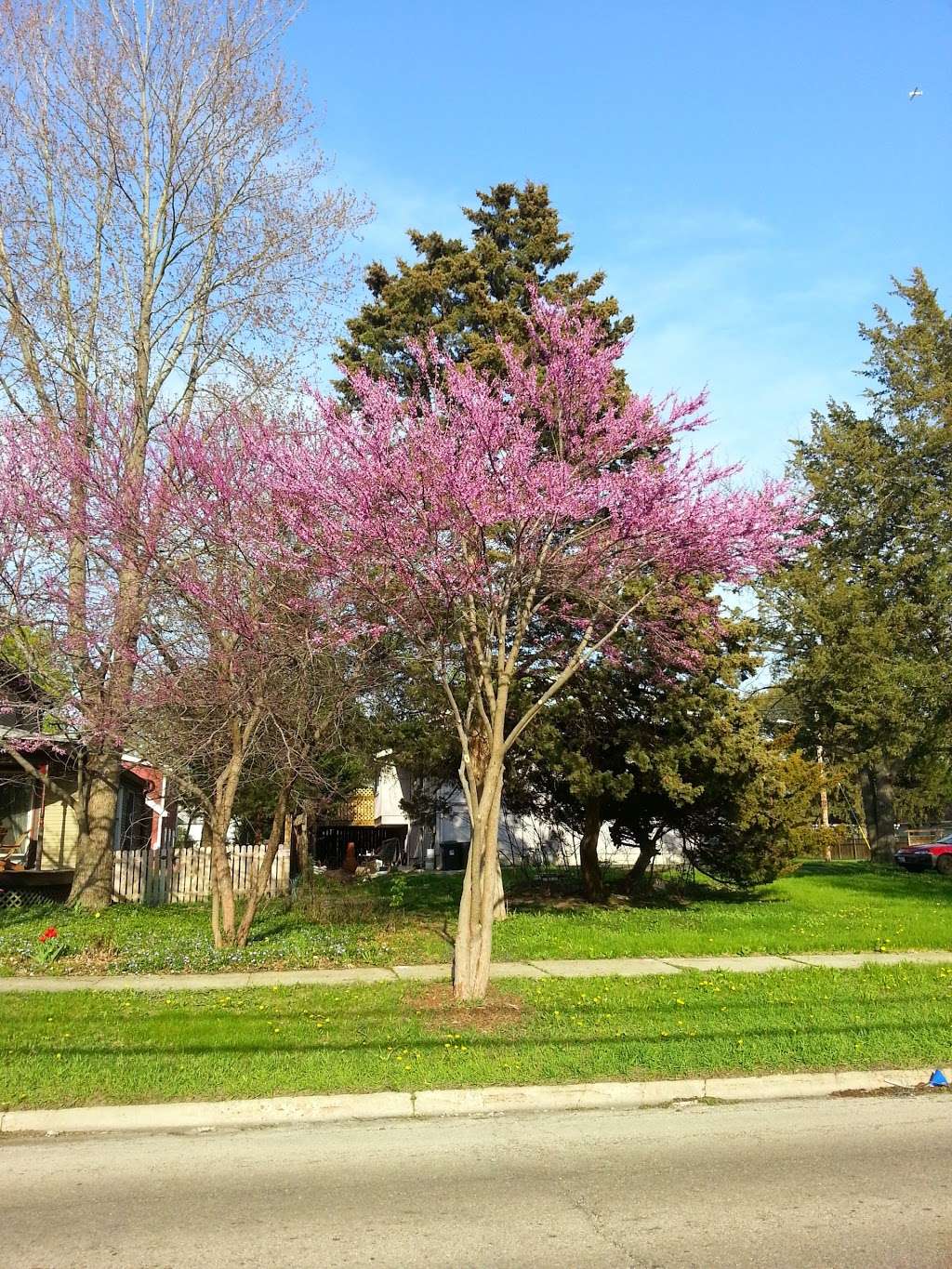 Natural Communities Native Plant and Native Seed Nursery | 812 N Washington Ave, Batavia, IL 60510, USA | Phone: (331) 248-1016