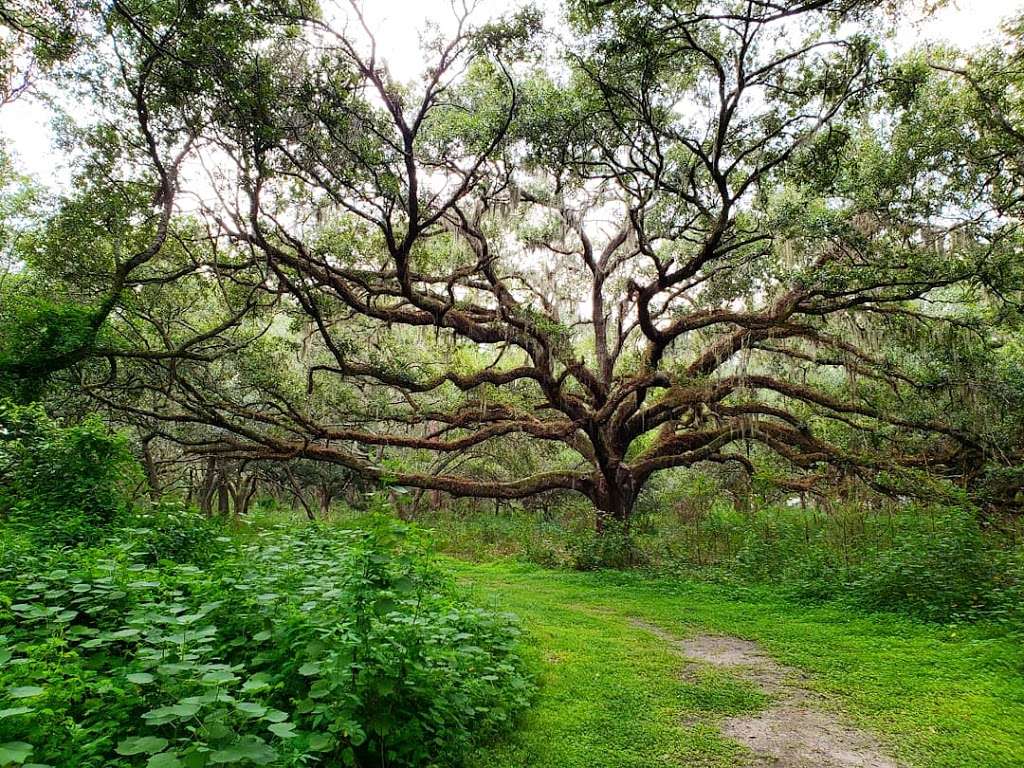 Lake Runnymede Conservation Area | 4600 Rummell Rd, St Cloud, FL 34771, USA | Phone: (407) 742-8654