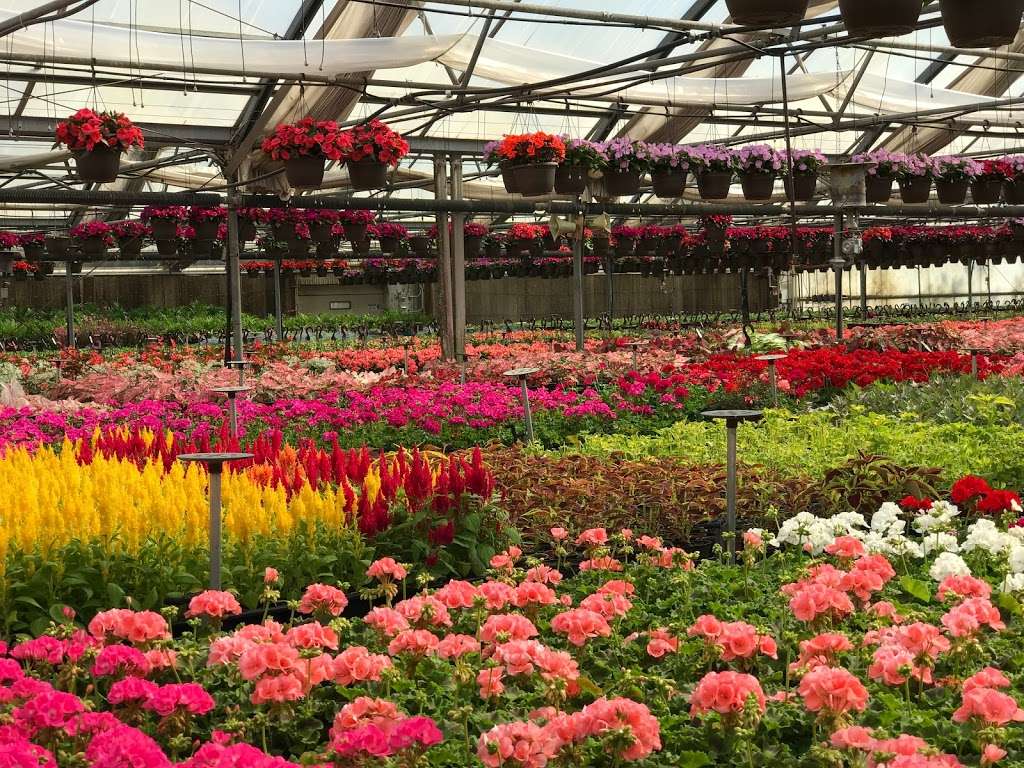 Leider Greenhouses & Garden Center | 1625 Leider Ln, Buffalo Grove, IL 60089, USA | Phone: (847) 634-4060