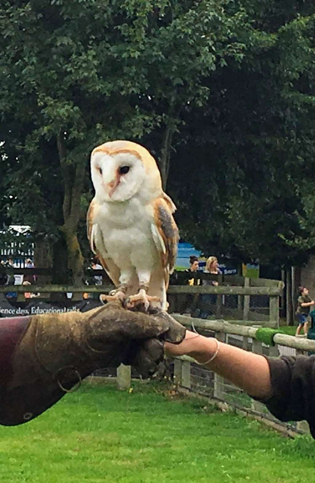 Imperial bird of prey academy | Barleylands Farm park, Barleylands Rd, Billericay CM11 2UD, UK | Phone: 01268 520176