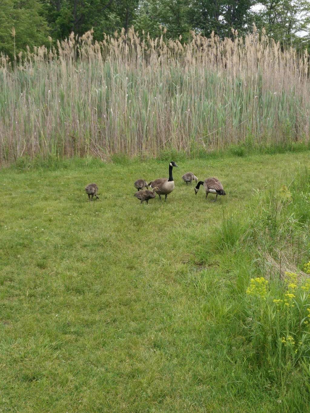 Hudson Highlands Nature Museum | 120 Muser Dr, Cornwall, NY 12518, USA | Phone: (845) 534-5506