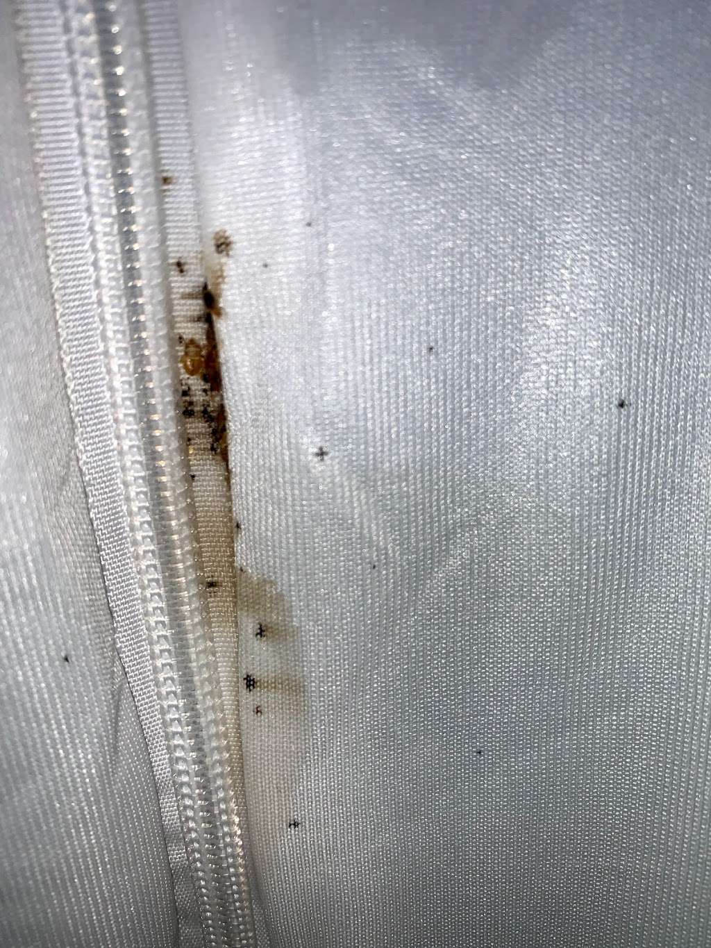 Queens Ny Rat Termite Ants Bedbugs Mice Bees Exterminator and Wi | 91-35 195th St, Jamaica, NY 11423, USA | Phone: (718) 473-0730