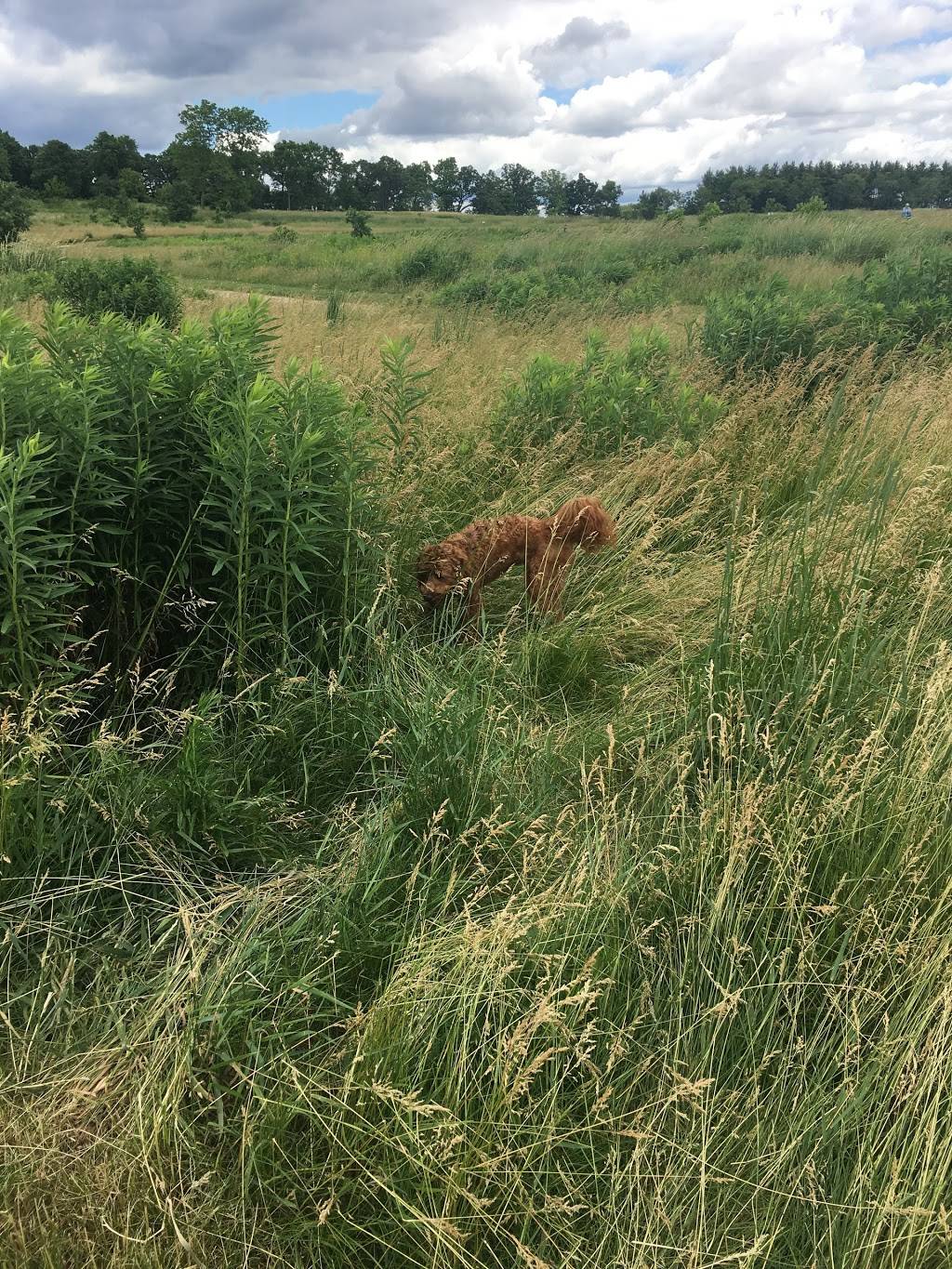 Capital Springs Dog Exercise Area | 3398 Lake Farm Rd, Madison, WI 53711, USA | Phone: (608) 224-3730