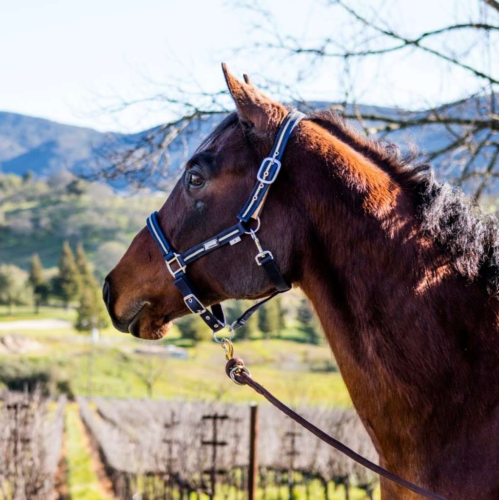 Napa Valley Trail Rides | 100 Rapp Ln, Napa, CA 94558, USA | Phone: (707) 255-5661