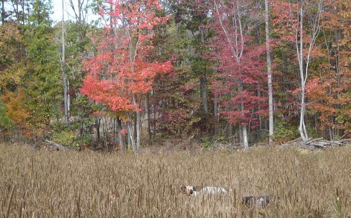 Winter Haven Game Preserve | 500 Venable Rd, Palmyra, VA 22963, USA | Phone: (434) 589-6977