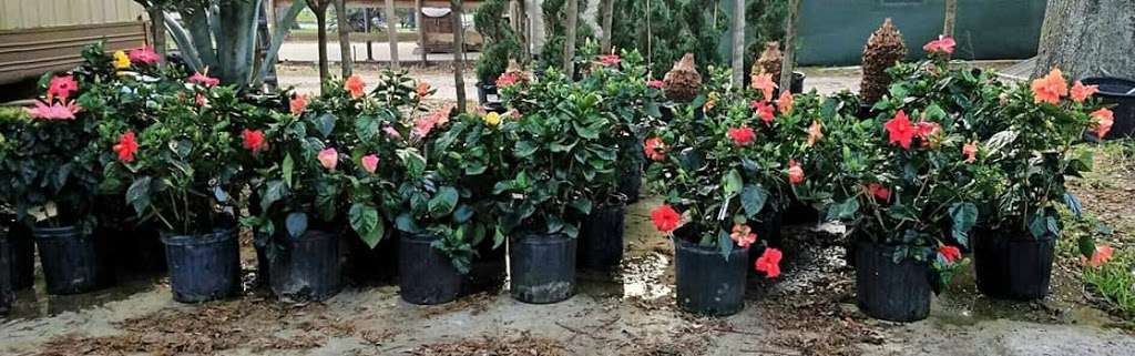 Buds & Blossoms Garden Center | 14120 Cypress North Houston Rd, Cypress, TX 77429, USA | Phone: (281) 469-3378