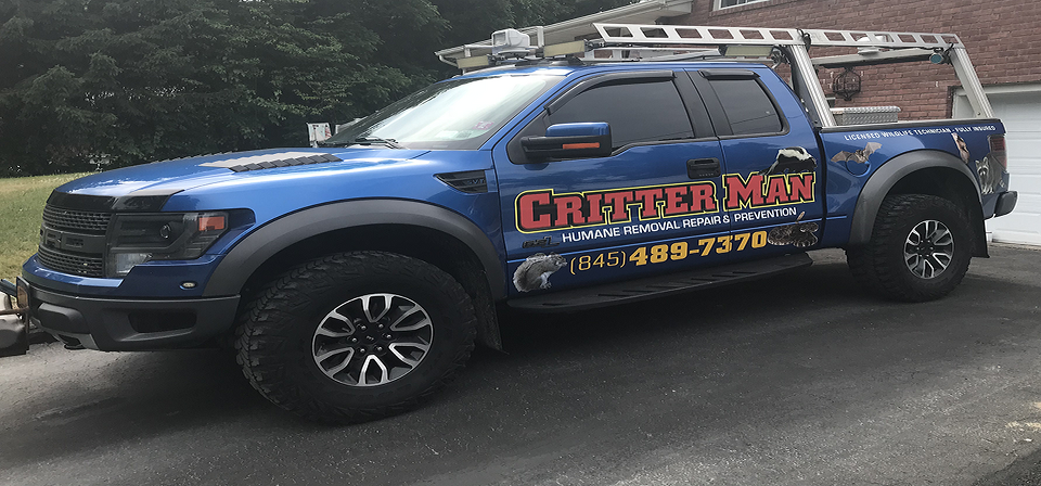 Critter Man | 13 Garden Pl, Beacon, NY 12508, USA | Phone: (845) 489-7370