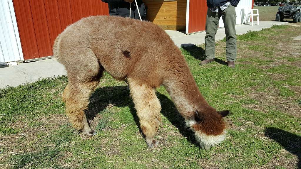 TaCaCo Alpacas | 28494 Fire Tower Rd, Laurel, DE 19956, USA | Phone: (302) 236-7950