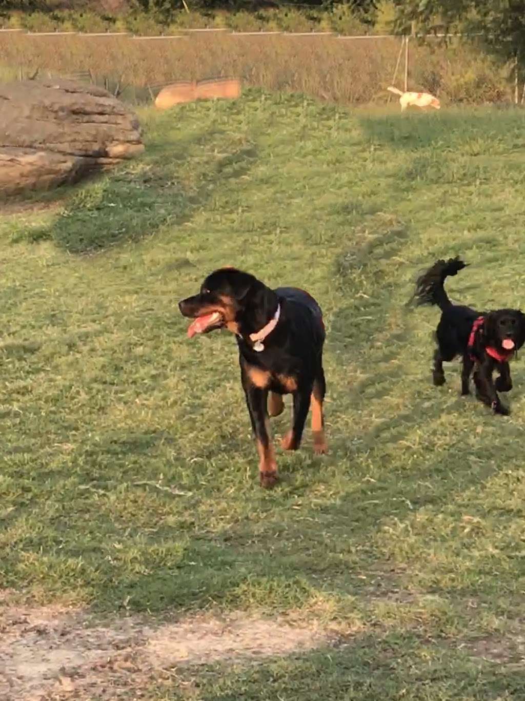 Central Bark Dog Park | 7445, 2222 W Warrior Trail, Grand Prairie, TX 75052, USA | Phone: (972) 237-8575