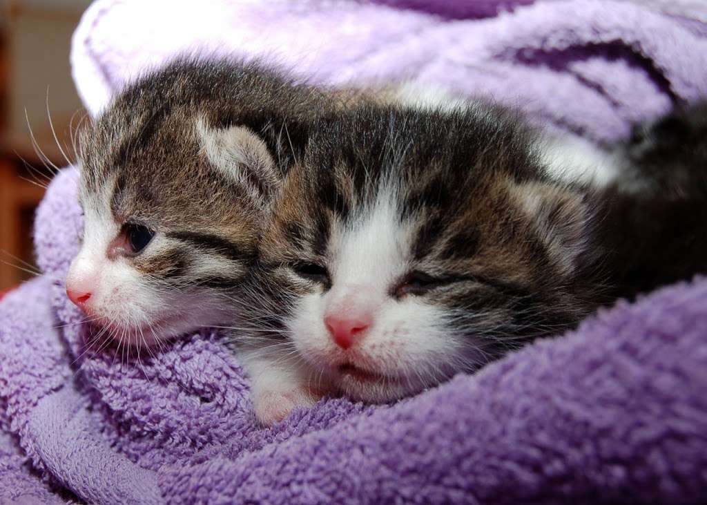 Pet Health Animal Hospital | 8520 W Desert Inn Rd, #1, Las Vegas, NV 89117, USA | Phone: (702) 910-4500