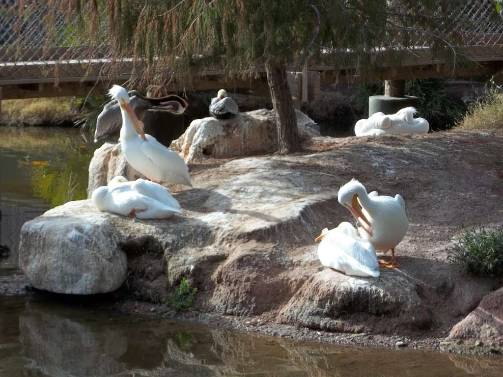 Phoenix Zoo | 455 N Galvin Pkwy, Phoenix, AZ 85008, USA | Phone: (602) 286-3800