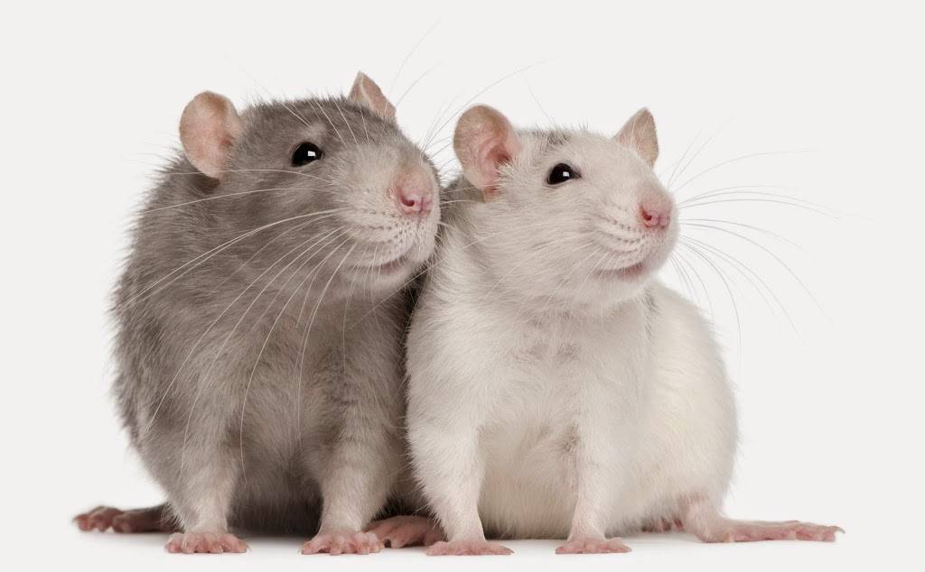 Wilton Exterminating Service, Inc. | 1510 Coletta Dr, Orlando, FL 32807, USA | Phone: (407) 273-8105